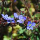 Veronica triphyllos thumbnail