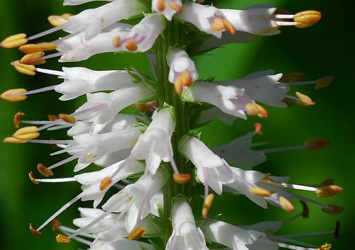 Veronicastrum_virginicum_flowers.jpg