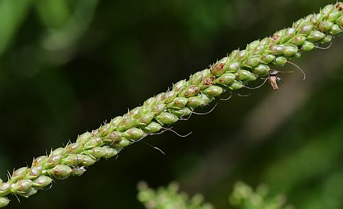 Veronicastrum_virginicum_fruits1.jpg