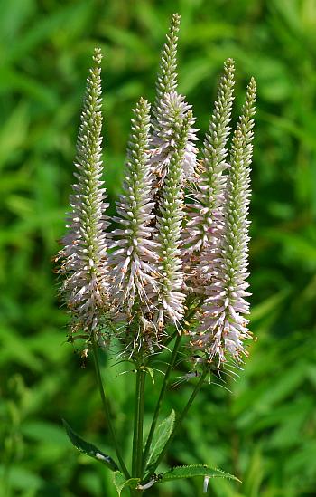 Veronicastrum_virginicum_inflorescence.jpg