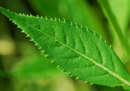 Veronicastrum_virginicum_leaf1.jpg