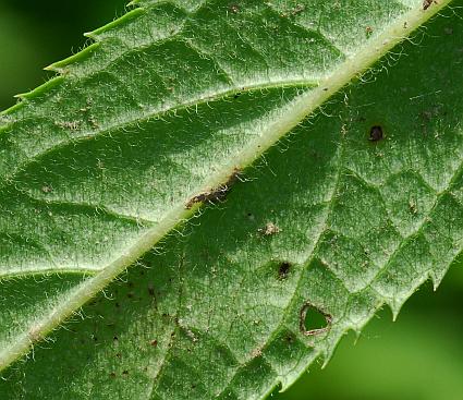 Veronicastrum_virginicum_leaf2.jpg