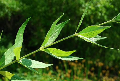 Veronicastrum_virginicum_leaves1.jpg