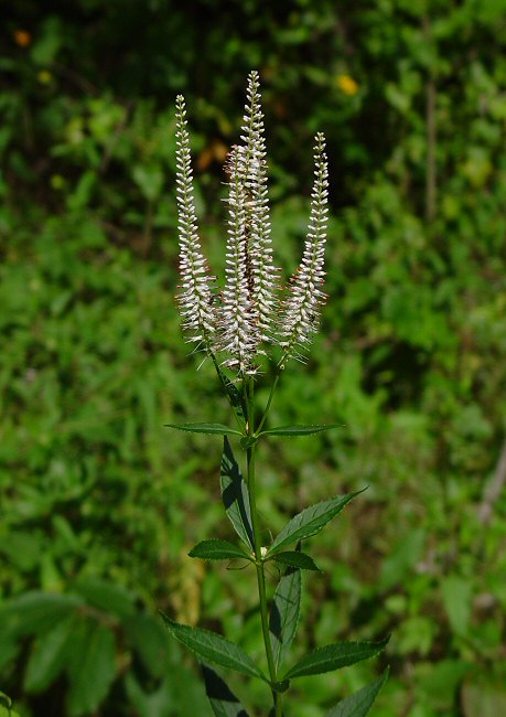 Veronicastrum_virginicum_plant.jpg