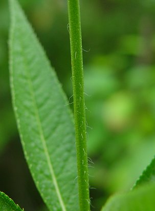 Veronicastrum_virginicum_stem.jpg