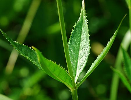 Veronicastrum_virginicum_stem2.jpg