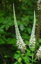 Veronicastrum virginicum thumbnail