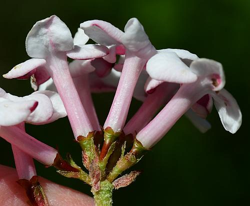 Viburnum_carlesii_calyces.jpg