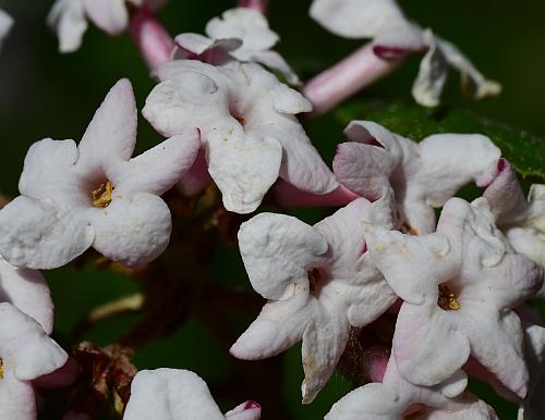 Viburnum_carlesii_corollas.jpg