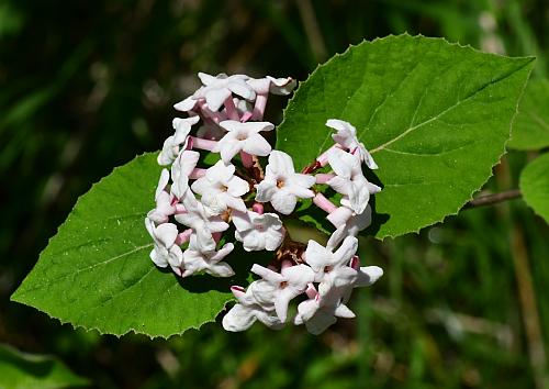 Viburnum_carlesii_inflorescence1.jpg