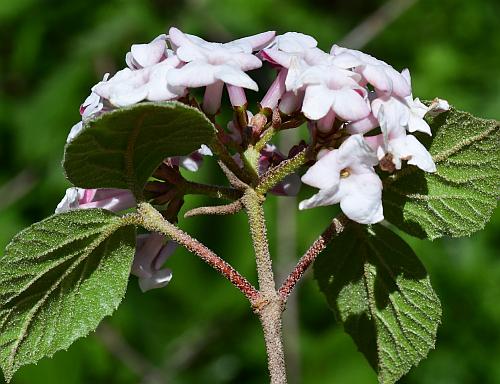 Viburnum_carlesii_inflorescence2.jpg