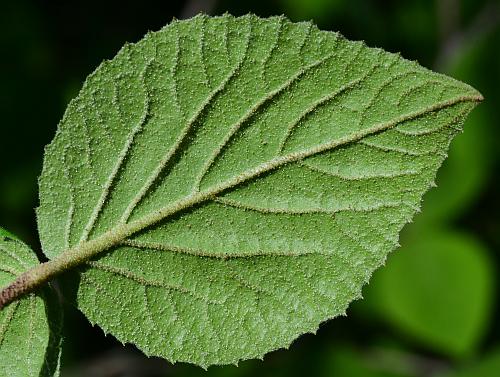 Viburnum_carlesii_leaf2.jpg