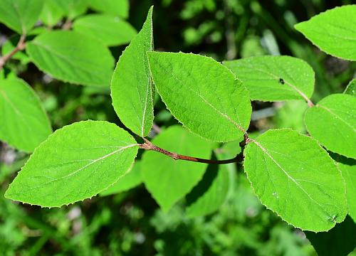 Viburnum_carlesii_leaves1.jpg