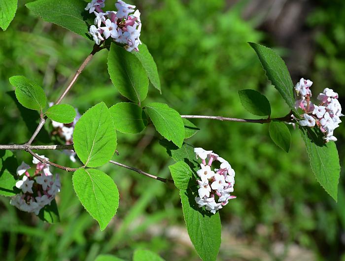 Viburnum_carlesii_plant.jpg