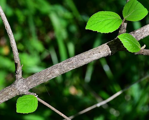 Viburnum_carlesii_stem1.jpg