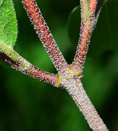 Viburnum_carlesii_stem2.jpg