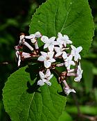 Viburnum carlesii thumbnail