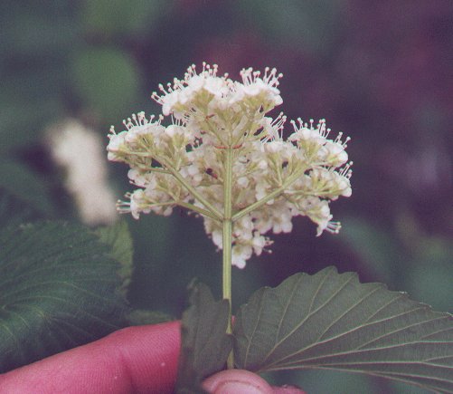 Viburnum_dentatum_inflorescence.jpg