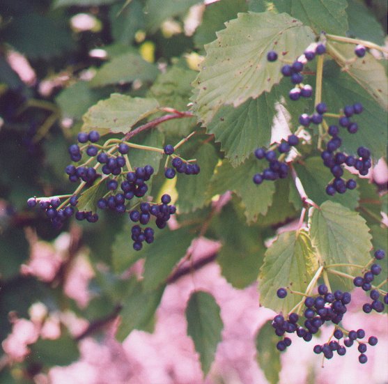 Viburnum_dentatum_peg.jpg