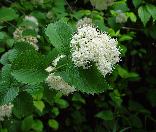 Viburnum_dentatum_plant.jpg