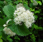 Viburnum dentatum thumbnail