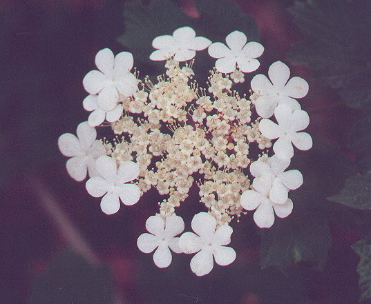 Viburnum_opulus_flowers.jpg
