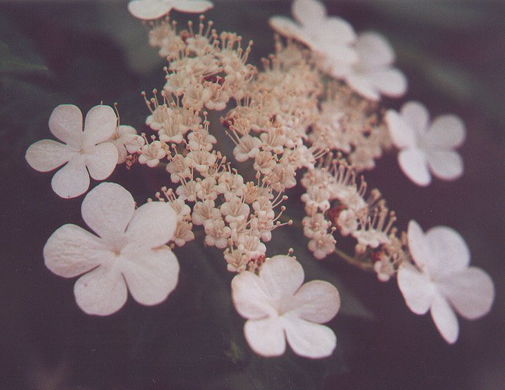 Viburnum_opulus_flowers2.jpg