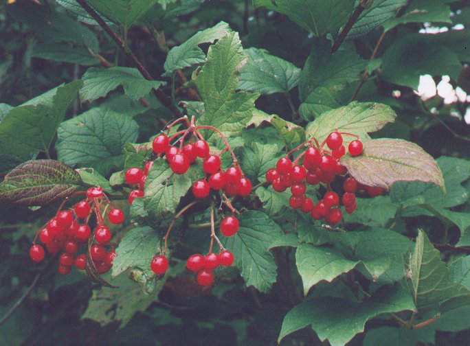 Viburnum_opulus_fruits.jpg