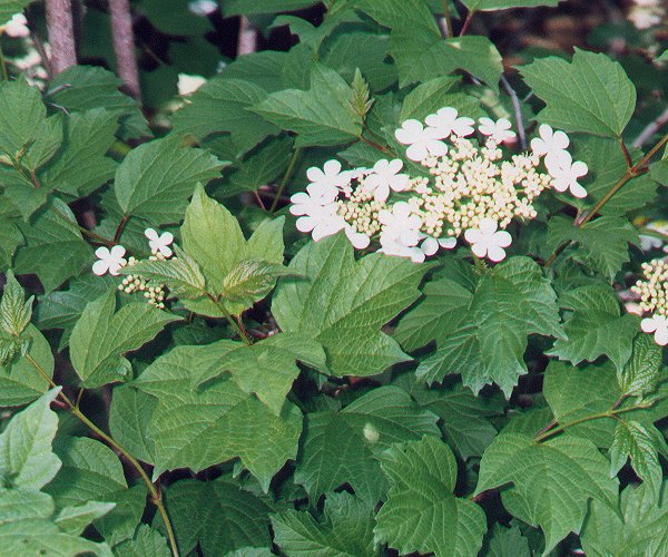 Viburnum_opulus_plant.jpg