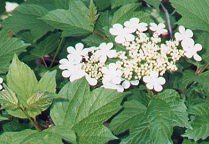 Viburnum opulus thumbnail