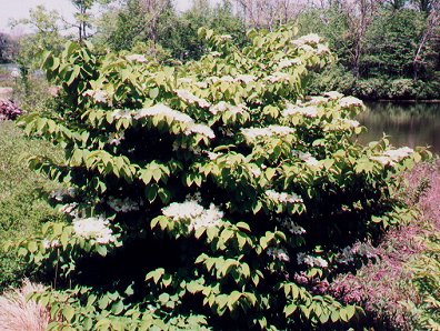 Viburnum_plicatum_bush.jpg