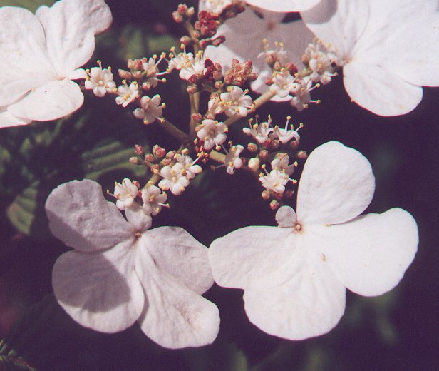 Viburnum_plicatum_flowers.jpg