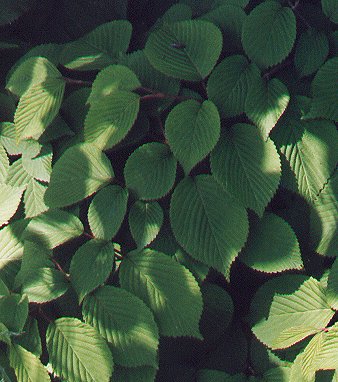 Viburnum_plicatum_leaves.jpg