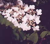 Viburnum plicatum thumbnail