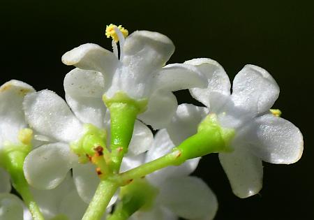 Viburnum_prunifolium_calyces.jpg