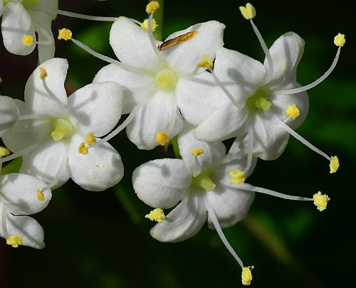 Viburnum_prunifolium_flowers.jpg