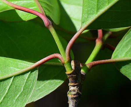 Viburnum_prunifolium_petioles.jpg