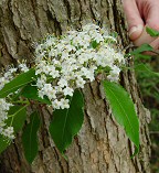 Viburnum prunifolium thumbnail