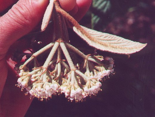 Viburnum_rhytidophyllum_inflorescence.jpg
