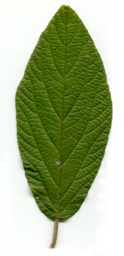 Viburnum_rhytidophyllum_leaf.jpg