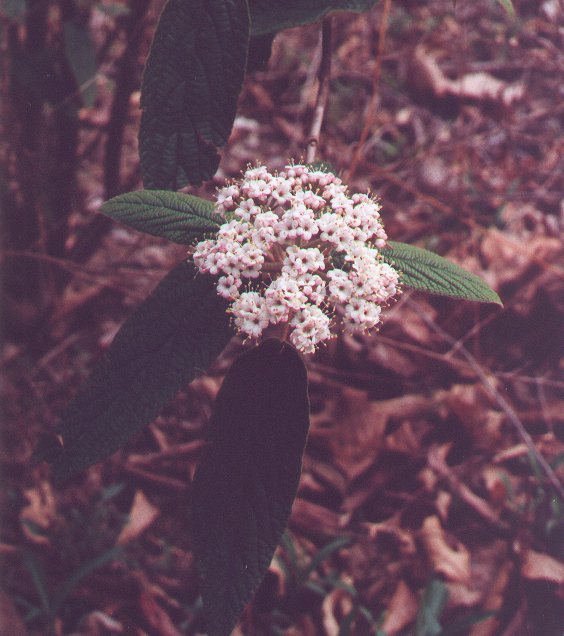 Viburnum_rhytidophyllum_plant.jpg