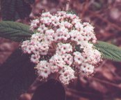 Viburnum rhytidophyllum thumbnail