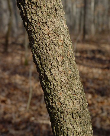 Viburnum_rufidulum_bark.jpg