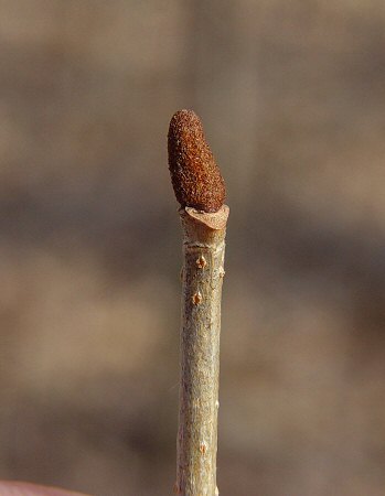 Viburnum_rufidulum_bud.jpg