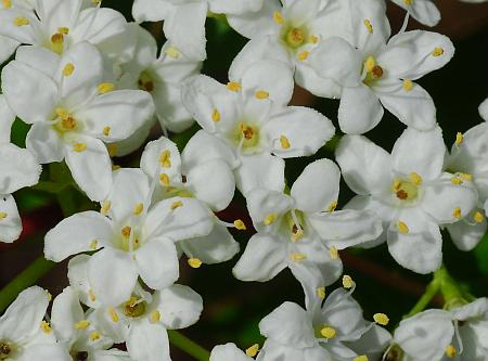 Viburnum_rufidulum_corollas.jpg