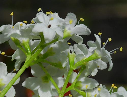 Viburnum_rufidulum_flowers2.jpg