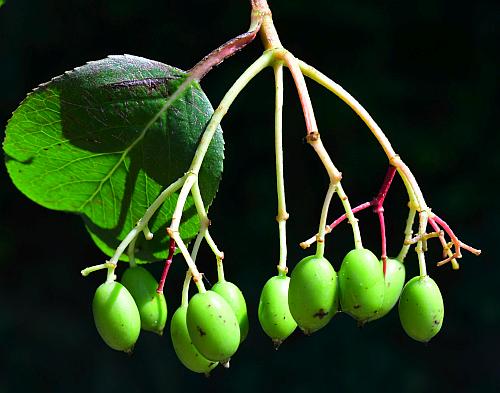 Viburnum_rufidulum_fruits1.jpg