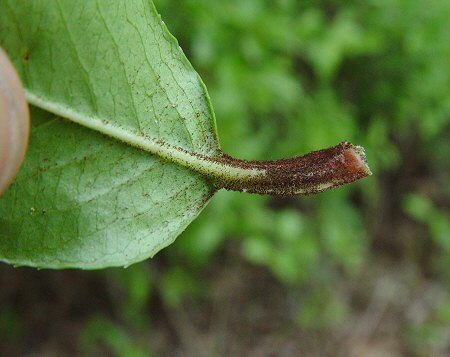 Viburnum_rufidulum_glands.jpg