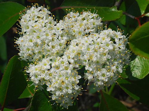 Viburnum_rufidulum_inflorescence.jpg