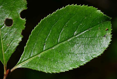 Viburnum_rufidulum_leaf1.jpg
